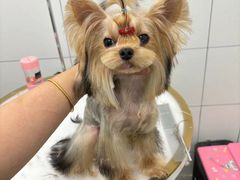 -帕帕拉兹宠物(亚洲旗舰店)