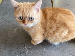 -飞行喵MR PILOT|猫舍·猫咖(静安大融城店)