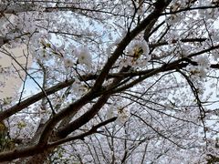 -高东镇樱花园