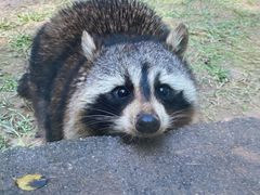 -青藏高原野生动物园