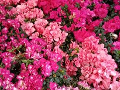 -金科花卉市场