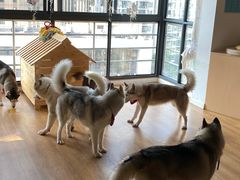 -Husky Go! 哈士奇体验馆·宠物咖啡厅狗咖