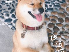 -柴犬高等学院·狗咖·柴犬售卖·宠物训练