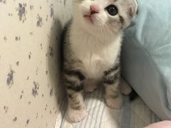 -Bastet sally猫舍购宠(静安店)