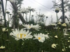 -树山生态村