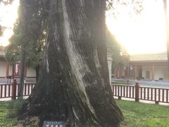 -黄帝陵