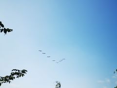 -大湾区中央湿地公园