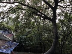 -大蜀山国家森林公园