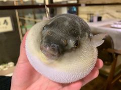 -肆月河豚·新淮扬(金融街店)