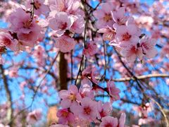 -桃花堤公园