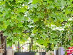 -天津五大道文化旅游区