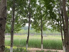 -东郊湿地公园