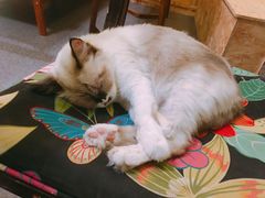 -猫色咖啡·猫咖