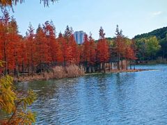 -昆山城市生态森林公园