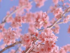 -顾村公园