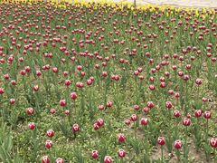 -长春公园(普阳街道)