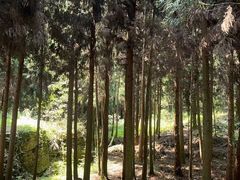 -重庆睡佛山森林公园