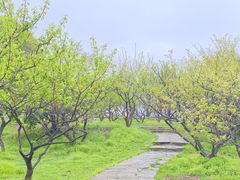 -无锡梅园公园