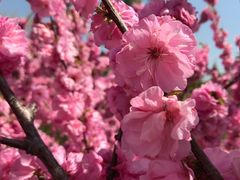 -大兴滨河森林公园