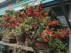 -曲阳花鸟市场(曲阳路店)