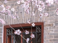 -桃花堤公园