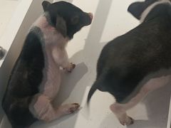 -怪兽屋·羊驼·猫咖·狗咖(俊华广场店)