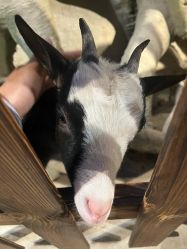 -酷嗒动物文化乐园(cutezoo西溪乐天城店)