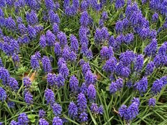 iphone_upload_pic-上海鲜花港
