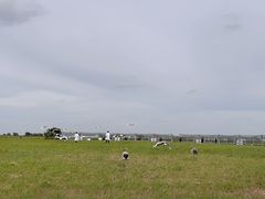 -盐城丹顶鹤湿地生态旅游区
