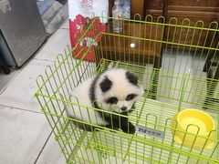 -中环花鸟鱼虫市场