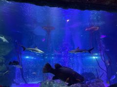 -沈阳海洋探索中心