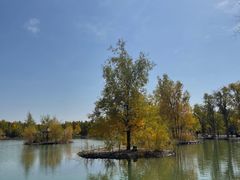 -金塔沙漠胡杨林景区
