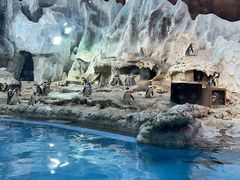 -帝企鹅自助餐厅•儿童岛•真企鹅(长隆企鹅酒店)