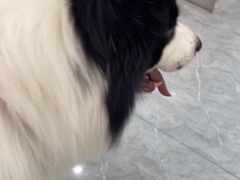 -安安宠医·臻爱宠物医院·宠保定点(营门口路分院)