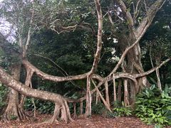 -中国科学院西双版纳热带植物园