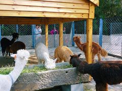 -长白岛森林公园