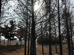 -羊亭河湿地公园