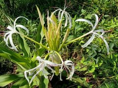 -南宁良凤江国家森林公园