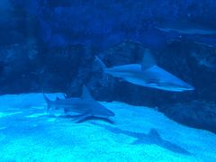 -新加坡海洋生态馆