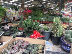 -曲阳花鸟市场(曲阳路店)