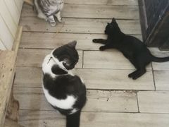 -海边的猫和咖啡馆