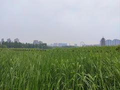-洋湖国家湿地公园