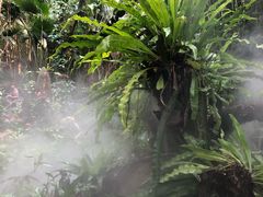 -呀诺达热带雨林