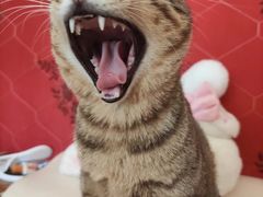 -客栈猫舍(中央北路店)