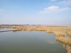 -盐城丹顶鹤湿地生态旅游区