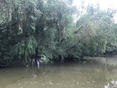 -大湾区中央湿地公园