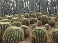 -南山植物园