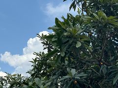 -塘栖枇杷特色园区