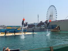 -秦皇岛乐岛海洋王国