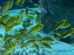 -芜湖新华联大白鲸海洋公园